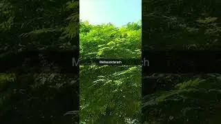 Benefits of Melia azedarach(chinaberry tree, or white cedar)*see description*