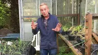 Collecting false freesia seeds at the end of summer
