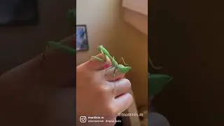 Look at this praying mantis