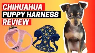 Chihuahua Puppy Harness Review
