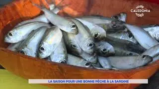 La saison pour une bonne pêche à la sardine