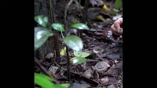 Fishing in Hidden Jungle Pools &ndash; Secret Spot Uncovered!  #Fishing #bushcraftgirl C