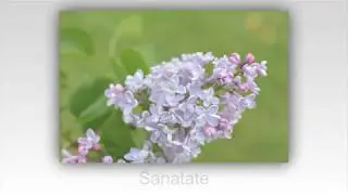Felicitare Zi De Nastere