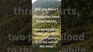 Octupusses have three hearts #nature #natureisamazing #naturecuriosity  #biodiversity