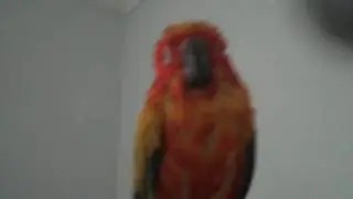Soaking Fanta gets a Winter Blow Dry v2 0