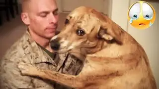 The Most Touching Dogs Welcoming Soldiers Home Moments