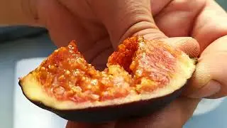 Figa Bursa Siyahi - sianie nasion, wysiew nasion, dwa sposoby - test czy będą rosnąć 🌱🌱🌱🌰🌰część 1