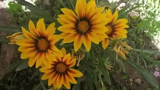 Structure of Flower | Terms, Parts & Explanation | Part 1 | NCERT | Biology