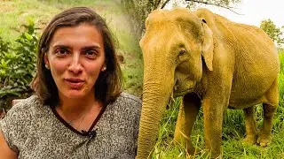 Volunteer Experience Of The Great Elephant Project | The Great Projects