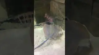 How to care for a  Blue Spotted￼ Stingray￼￼
