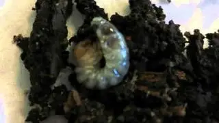 Platycerus caraboides L3 larva