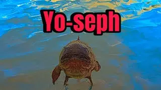 Meet yo-seph the coelacanth
