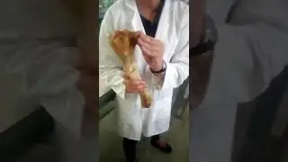 Tibia fibula & patella of different domestic animals