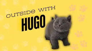 Hogo&rsquo;s Outdoor Fun: A Cat Lover&rsquo;s Paradise!
