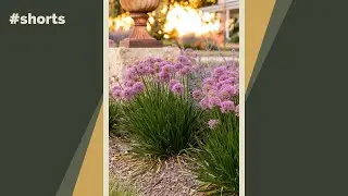 4 colorful drought-tolerant perennials you may love to plant in your yard #shorts