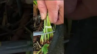 Strawberries Need Winter Protection