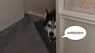 Husky SCREAMS If I Go To The Toilet!