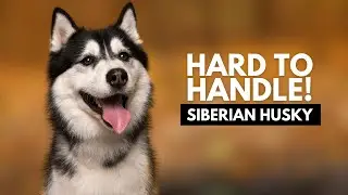 10 Reasons Most People Can't Handle a Siberian Husky Dog
