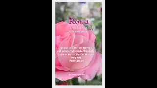 ROSA Poem by Paps for Bolpen ng Rosas @Tunog Pinoy Ph