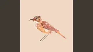 Furnarius Rufus