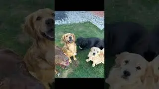 Cute dogs taking over social media #doggo #socialmedia #influencers