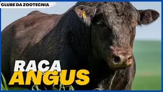 Conheça a RAÇA ANGUS
