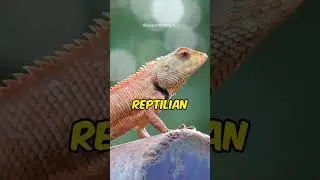 🦎 Lizards Around the World: Masters of Adaptation! #shorts #animal #lizard #facts #animalfacts