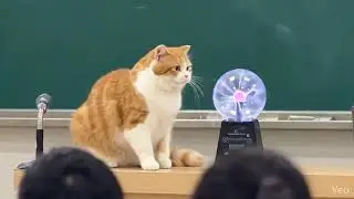 When a cat touches a static electricity ball....