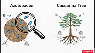 Nitrogen Cycle  in Hindi 