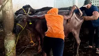 Buffalo Pregnancy Check | How to Do Buffalo Pregnancy Test | Veterinary Doctor | Indian Dairy Farm
