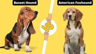BASSET HOUND VS AMERICAN FOXHOUND - THE BEST HUNTING DOGS?