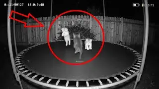 Funny Cats Caught on Ring Camera 😹 | Hilarious Cat Fails & Cute Moments