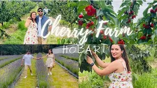 First-Time Cherry Picking & Lavender Farm Adventure in Hobart, Tasmania