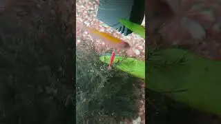 A la roja le puse Larry #ottoacuario #peces #acuario #gambas #rojo #azul #aguadulce