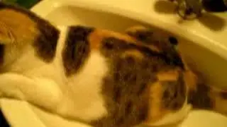Citrouille (mon chat) dans le lavabo !!