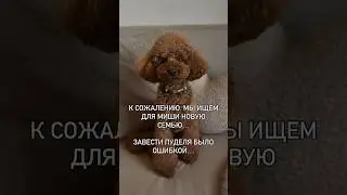 К сожалению #юмор #мемас #собака #rek #прикол #love #lovestatus