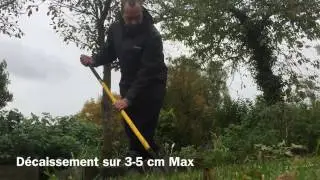 La plantation de crocus