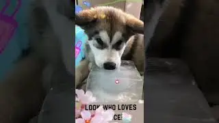 Send some love to cutie.#pets #corgiplanet #corgifun #corgilove #cutedog #pets #cute #cutepet