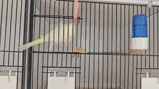 The end of a fantastic breeding season 