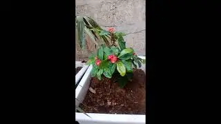 Best Watering Trick for Healthy Plants | Simple Garden Tip🌱 