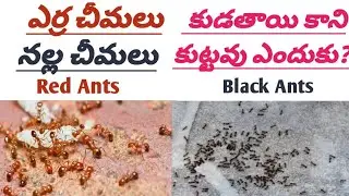 Why Only Red ants bite and Black ants don't?ఎర్ర చీమలు కుడతాయి కాని నల్ల చీమలు కుట్టవు ఎందుకు❓#Ants