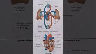 #humanheart#structureofheart#systemicandpulmonarycirculation#likeandsubscribe#comment.........