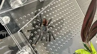 Avicularia Metallica tarantula