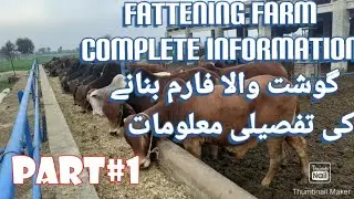 Part#1 Fattening farm complete informationگوشت والا فارم بنانے کی تفصیلی معلومات