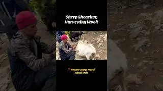 Sheep shearing: harvesting wool! 📍At Rescue Camp, #mardihimaltrek route! 31 Oct 2023. #visitnepal