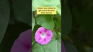 Tips to grow and care for Morning glory #shorts