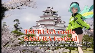 【TSURUGA castle SAKURA Festival】鶴ヶ城さくらまつり cherry blossoms and castles co-exist #4k #sakura