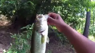 Fishing for Baby Bass