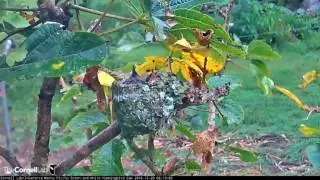 Green-and-white Hummingbird Nestling Tests Its Wings &ndash; Dec. 20, 2016