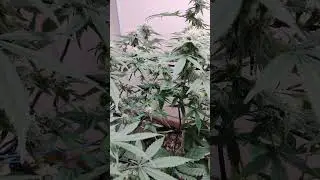 week 4 into flower under mars hydro ts600 led
